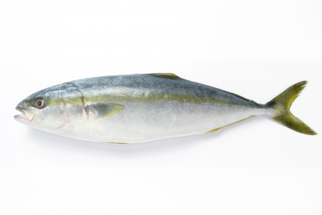 世界一受けたい授業 魚のさばき方を白石麻衣が習得 アジ ブリ イカをさばく