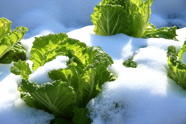 雪の下で育つ野菜