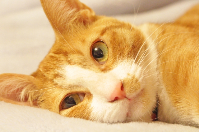 マツコの知らないネコ画像の世界 撮影のコツ 面白アプリを紹介