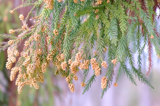 世界一受けたい授業 花粉症対策 黒酢入り長芋のトロトロみそ汁 筋膜ヨガ ふうのお楽しみ日記