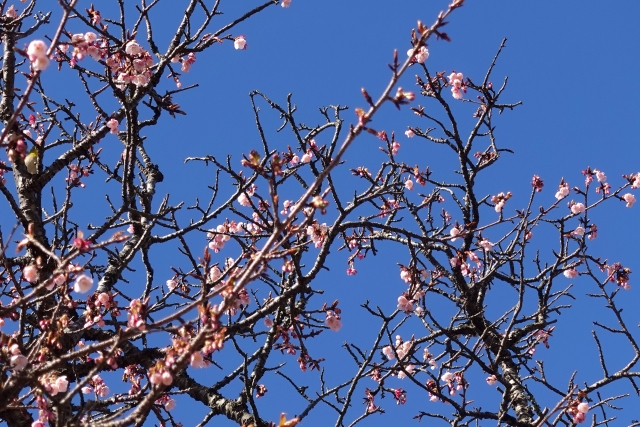 さくらの里の桜